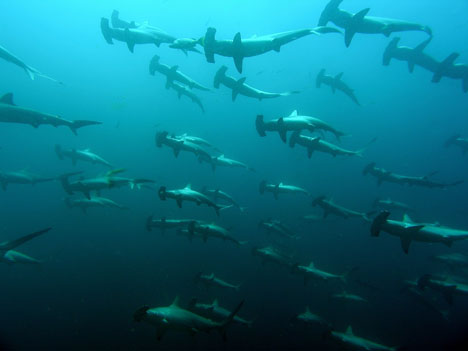 Tiburones martillos