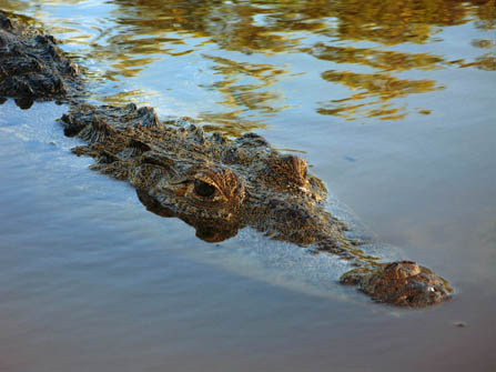 Imagen de un cocodrilo medio sumergido en el agua.