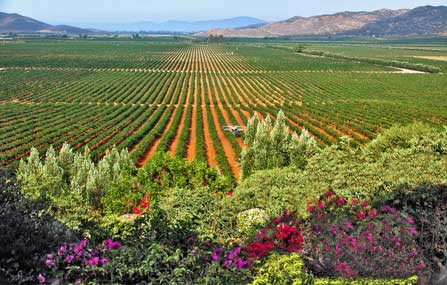 Vineyards in Valle de Guadalupe