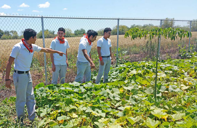 estudiantes demuestra su hortaliza de traspatio