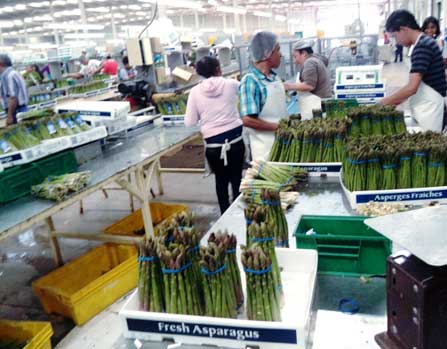 Asparagus packing plant
